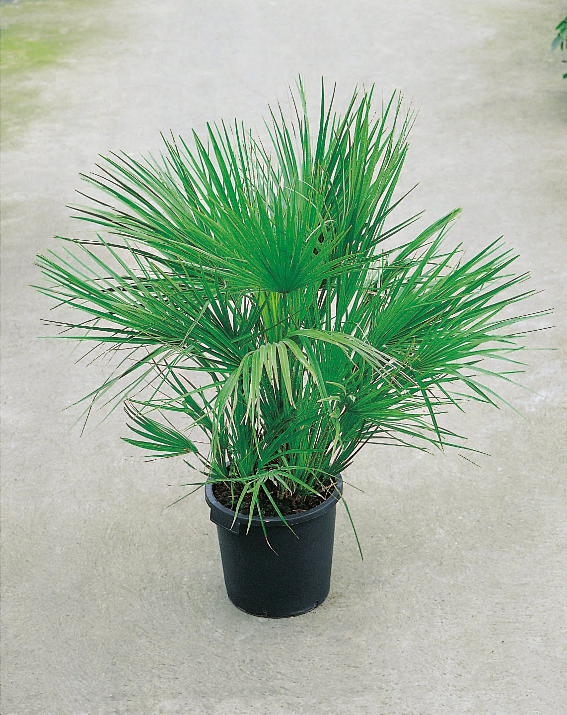 Chamaerops humilis, 100/110 cm