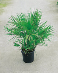 Chamaerops humilis, 100/110 cm