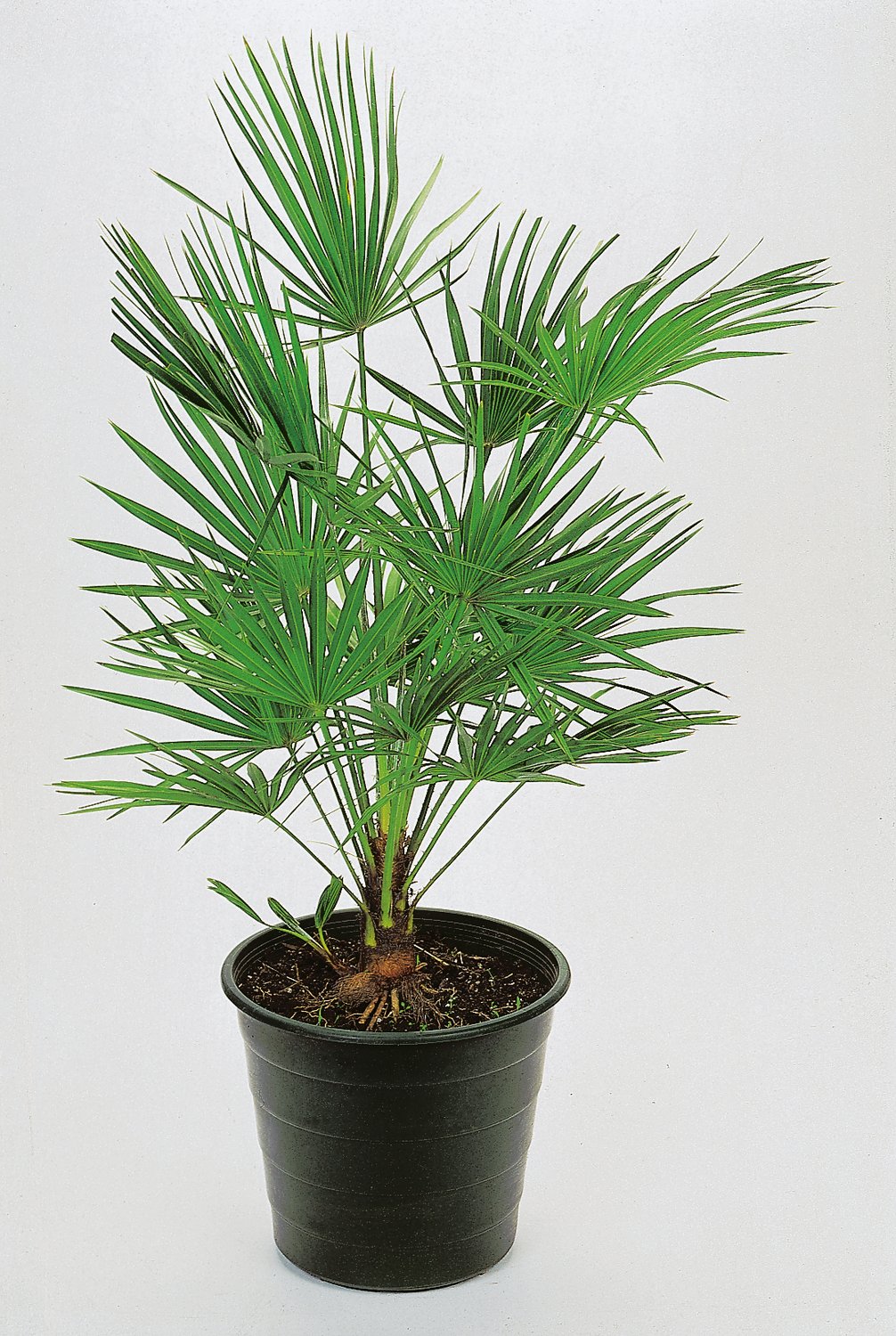 Trachycarpus fortunei (Chamaerops excelsa), 30/40 cm
