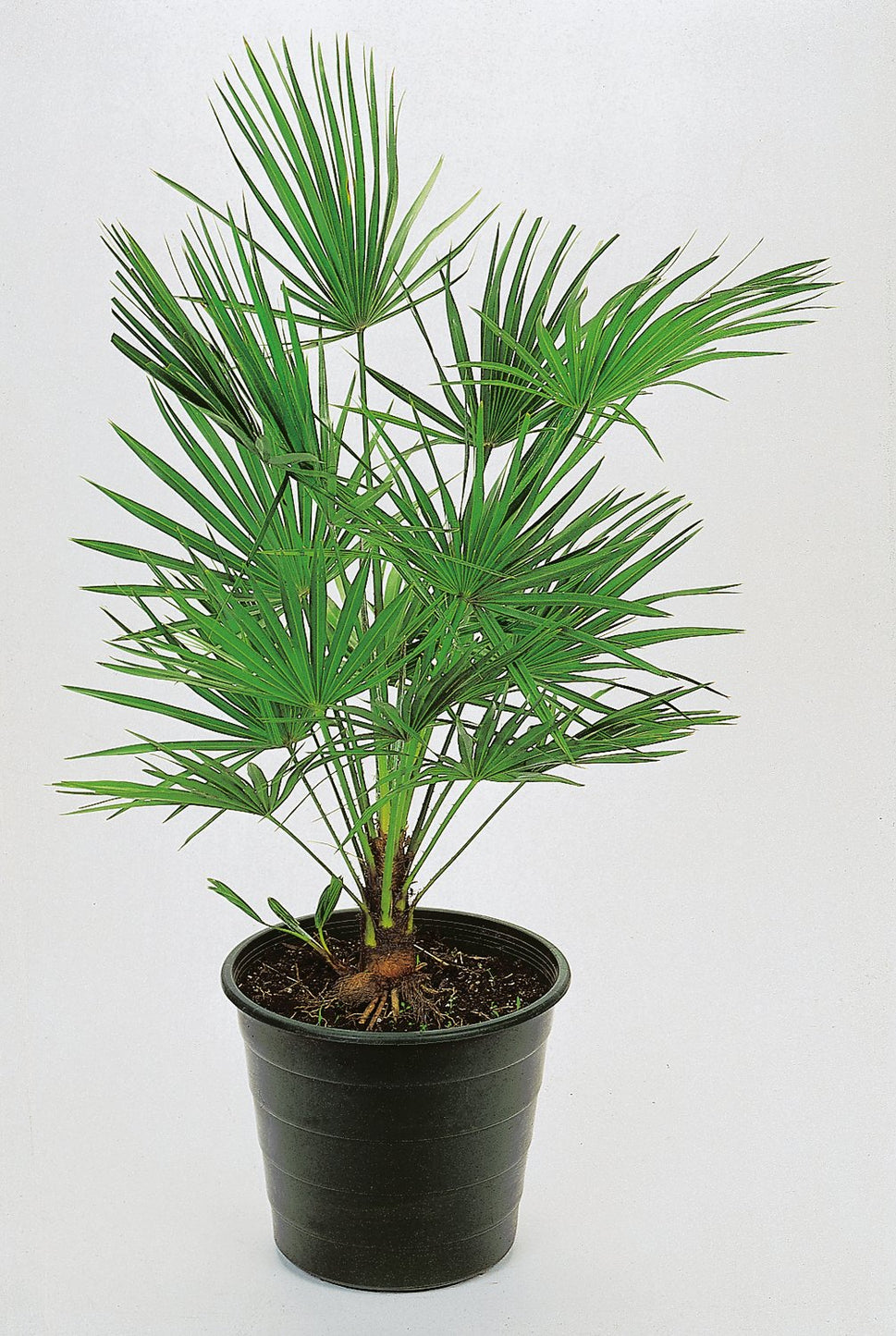 Trachycarpus fortunei (Chamaerops excelsa), 30/40 cm
