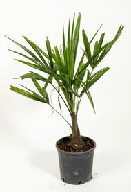 Trachycarpus fortunei (Chamaerops excelsa), 30/40 cm