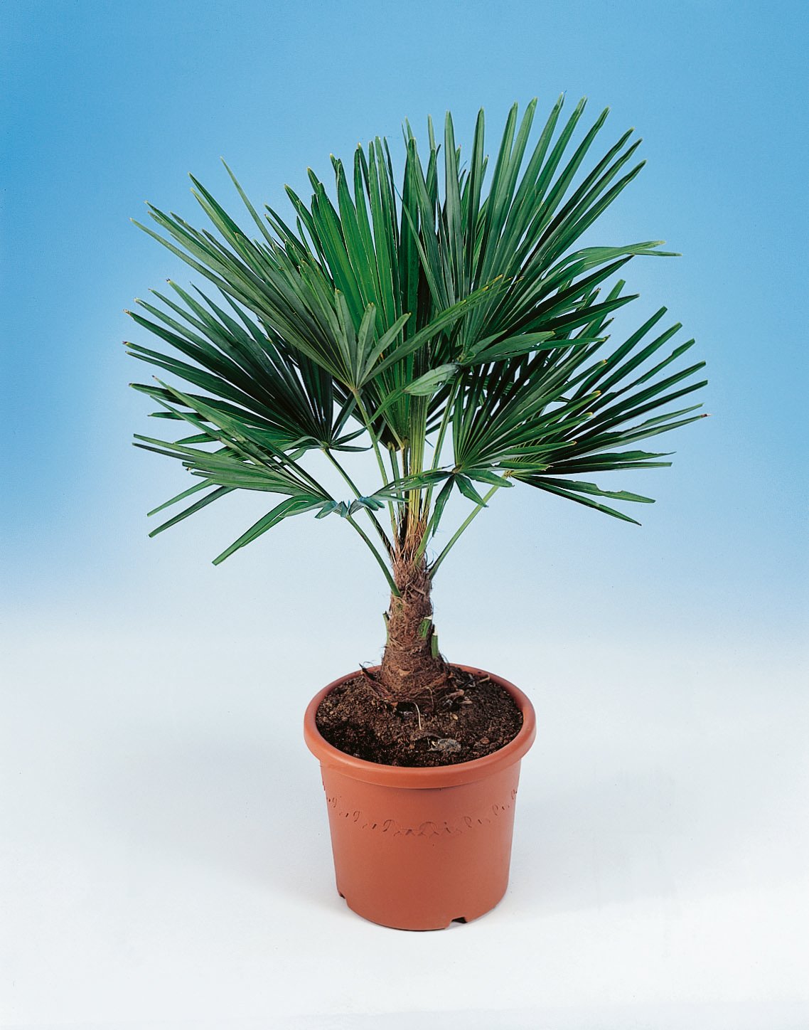 Trachycarpus fortunei (Chamaerops excelsa), 90/100 cm