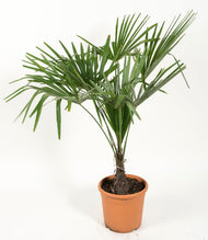 Trachycarpus fortunei (Chamaerops excelsa), 90/100 cm