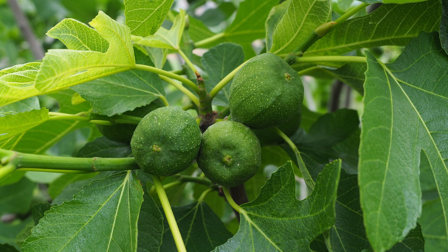 Ficus carica 'Bornholms Diamant', 60 cm