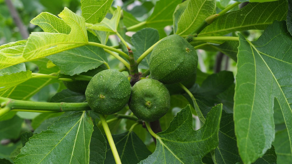 Ficus carica 'Bornholms Diamant', 60 cm