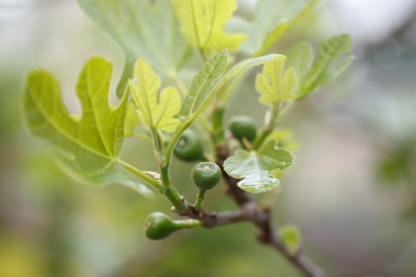 Ficus carica 'Bornholms Diamant', 60 cm