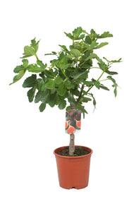 Ficus carica 'Bornholms Diamant', 80/90 cm