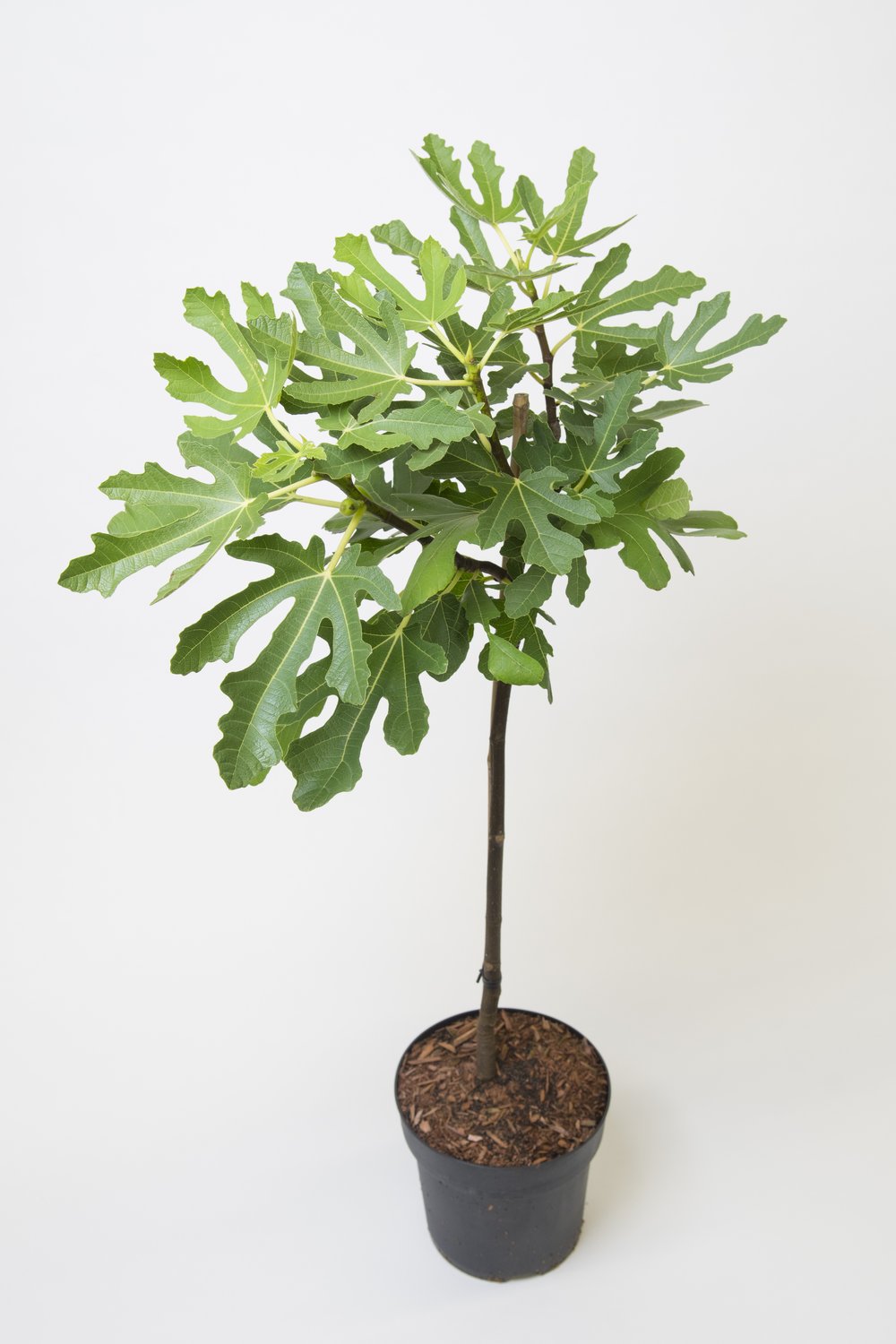 Ficus carica 'Bornholms Diamant', 80/90 cm